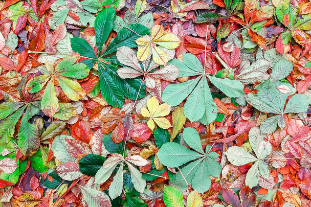 秋。地面にカラフルな落ち葉。美しい - 写真・画像