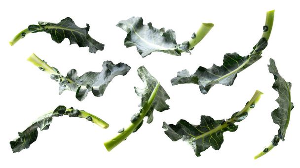creative concept flying broccoli leaves isolated on white - Zdjęcie, obraz