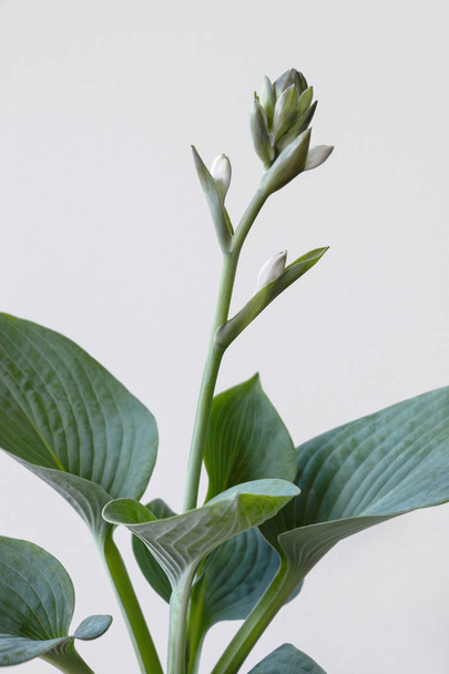 白い背景に花を持つフンキアシーナ(ホスタ・シーボルディアナ)植物 - 写真・画像