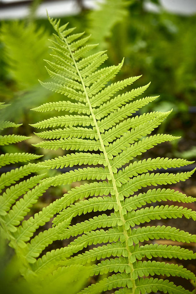 krásnou zelenou rostlinu. list s kapradí. Čerstvé ekologické, čisté - Fotografie, Obrázek