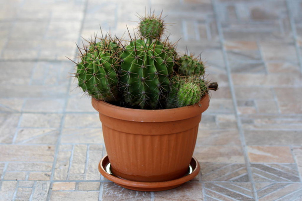 Densamente piantato piante di cactus in vaso di fiori di plastica su piastrelle di ceramica di fronte alla casa di famiglia in calda giornata di primavera soleggiata
 - Foto, immagini