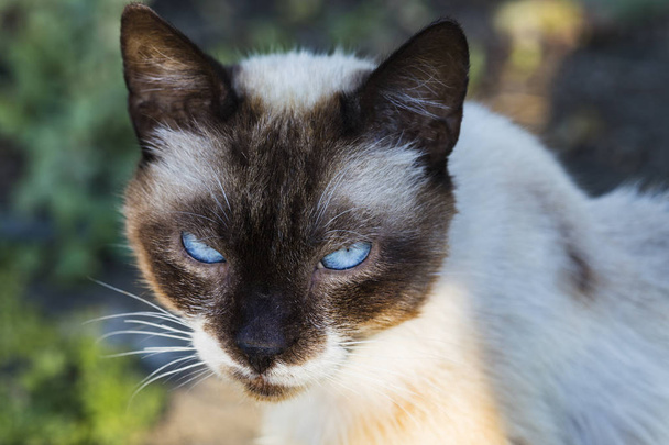  Un vieux chat mutant aux yeux bleus. Les yeux du prédateur. Portrait de la bête. La tête d'un animal étrange
. - Photo, image