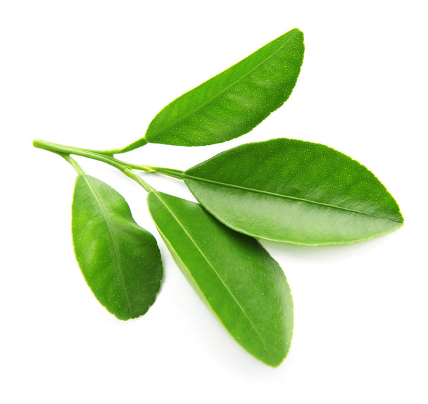 Branch of citrus leaves isolated on white - Valokuva, kuva