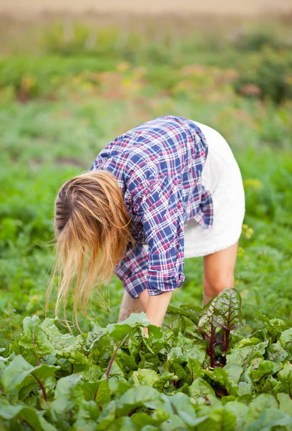 Farmer female picking fresh beetroot on a garden. - 写真・画像