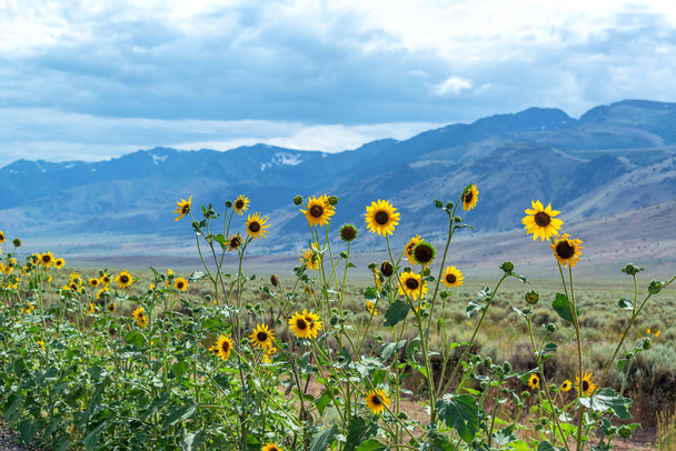 Flores silvestres e Steens Mountains em Oregon - Foto, Imagem