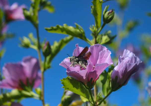 photo image of bee gathering pollen in the flowers - 写真・画像
