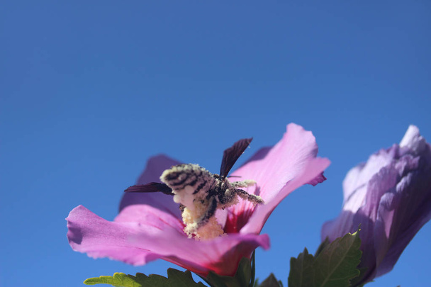 photo image of bee gathering pollen in the flowers - 写真・画像