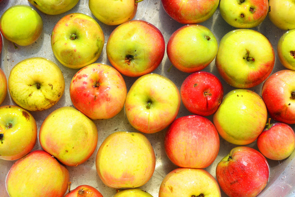Ukrainan kirkas ja värikäs, tuoreita omenoita poimitaan puusta ja makaa vedellä pesuun. Kirkas maukas tausta, luonnollinen ruoka terveydelle ja kauneudelle
. - Valokuva, kuva