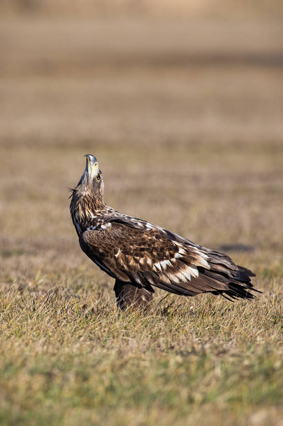 Joven águila de cola blanca sentada en un prado y mirando hacia arriba en primavera
. - Foto, imagen