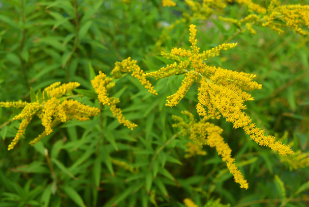 Bright shrubs with yellow flowers, a giant golden rod with interesting bloom, solidago gigantea, tall goldenrod, giant goldenrod. - Photo, Image