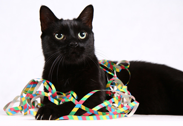 fekete macska és a szerpentin - Fotó, kép