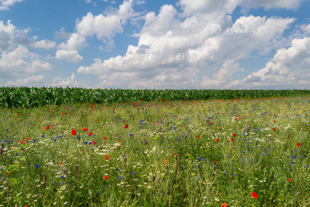 Сельскохозяйственное поле с красными кукурузными маками
 - Фото, изображение