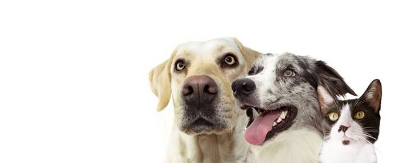 Banner bir labrador retriever ve mutlu bir iki köpek yan profili - Fotoğraf, Görsel