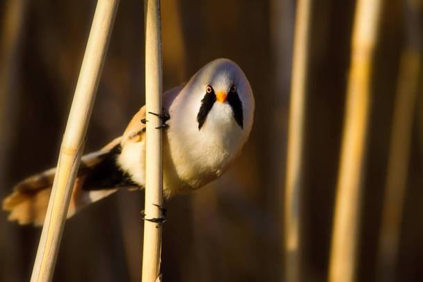 Cute little bird. Lake habitat background.  Bird: Bearded Reedling. Panurus biarmicus. - Foto, afbeelding