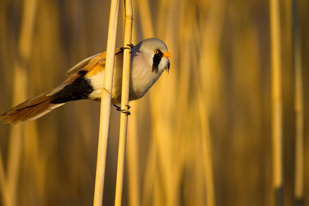 Sevimli küçük kuş. Göl habitat arka plan. Kuş: Sakallı Sazlık. Panurus biarmicus. - Fotoğraf, Görsel