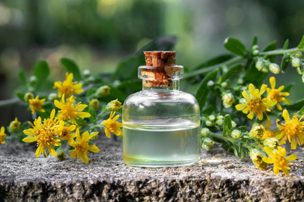 Пляшка ефірного масла з Європейським гілочками золотарник - Фото, зображення