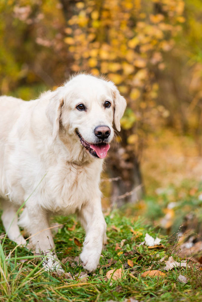 Portrait of dog with foliage bokeh background. - Foto, afbeelding