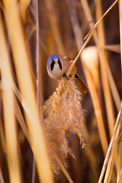 Cute little bird. Lake habitat background. Bird: Bearded Reedling. Panurus biarmicus. - Photo, Image