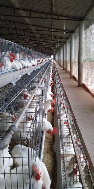 Poultry farming for eggs production. - Photo, Image