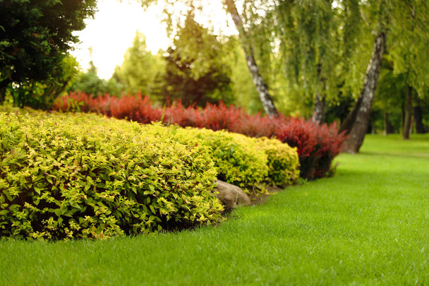 Picturesque landscape with beautiful green lawn on sunny day. Gardening idea - Photo, Image