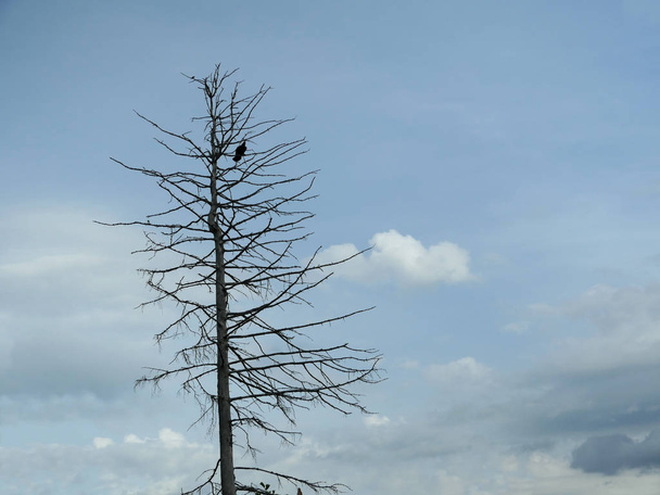 Lonely Dead Tree  - Photo, Image