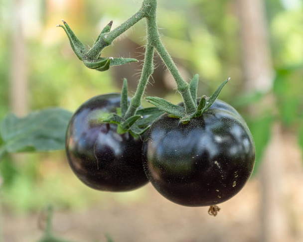 Een twee rijpe zwarte tomaten op een tak, close-up. Onscherpe achtergrond. - Foto, afbeelding