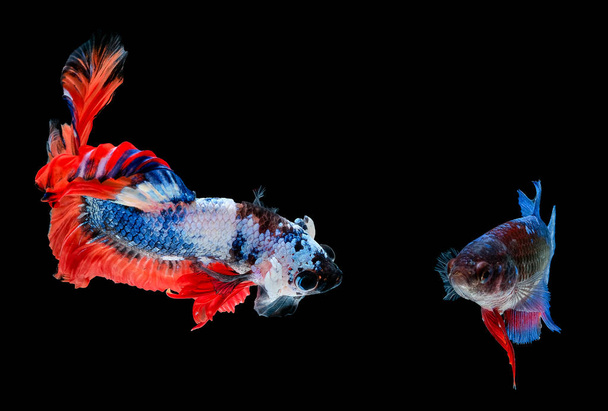 Красочные мужчины и женщины betta рыбы, сиамские боевые рыбы смотреть друг на друга и плавать на черном фоне
. - Фото, изображение