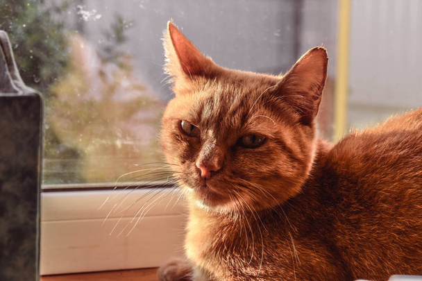 Kırmızı kedinin kameraya doğru baktığı fotoğrafı kapatın. Güzel kedi rahatlatıcı - Fotoğraf, Görsel