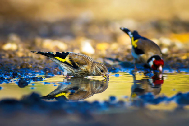 Sevimli kuş içme suyu. Doğa arka planı. Avrupa Goldfinch. Carduelis carduelis - Fotoğraf, Görsel