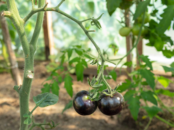 Een twee rijpe zwarte tomaten op een lange tak, close-up. Onscherpe achtergrond. - Foto, afbeelding