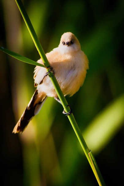 Cute little bird. Green nature background. Bird: Bearded Reedling. Panurus biarmicus. - Foto, Imagen