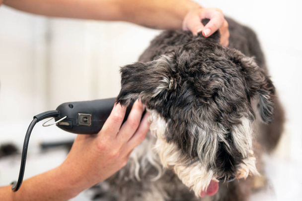 Pflegerin schneidet Schnauzer-Hundehaare mit Haarschneidemaschine. - Foto, Bild