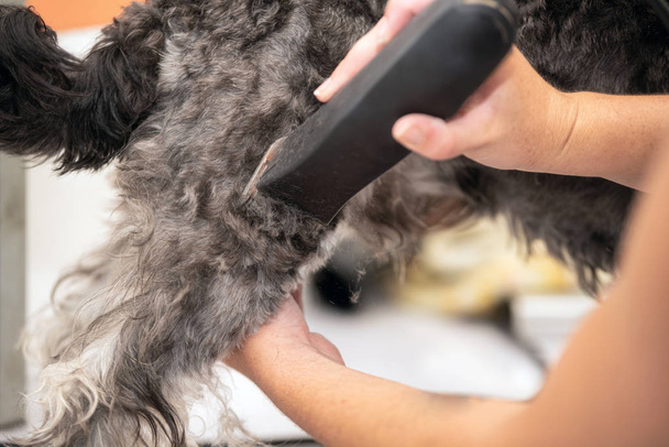 女性のグルーマー、バリカンでシュナウザー犬の髪をトリミング. - 写真・画像