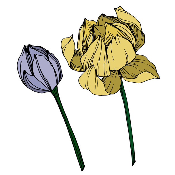 Vector Lotus flores botânicas florais. Tinta gravada a preto e branco. Elemento de ilustração de lótus isolado
. - Vetor, Imagem