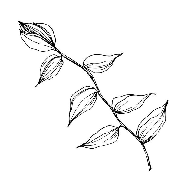 Векторные тропические цветы и листья изолированы. Черно-белый рисунок чернил. Изолированный элемент иллюстрации растений
. - Вектор,изображение
