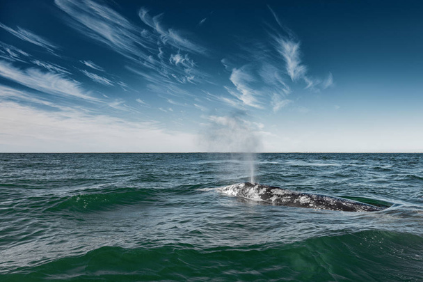 Grey whale surfacing and sprouting water  - Photo, Image