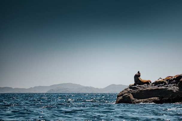 Τα θαλάσσια λιοντάρια της Καλιφόρνιας, στα βράχια της Άιλα Κορονάντο. Μπάχα Καλιφόρνια, κόλπος της Καλιφόρνιας. - Φωτογραφία, εικόνα