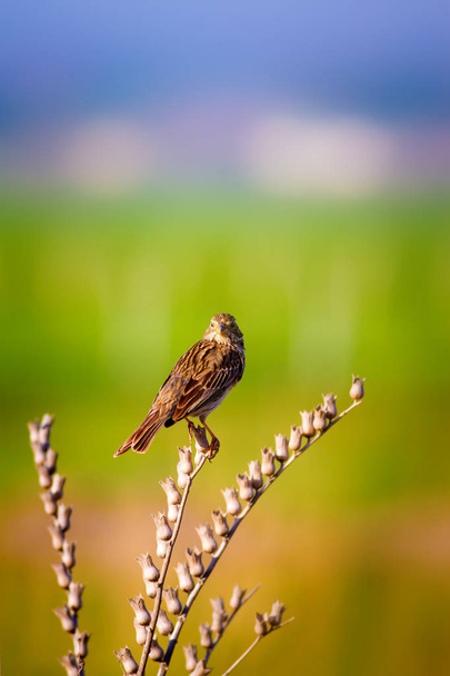 Zingende vogel. Groene natuur achtergrond. Vogel: maïs Bunting. Emberiza calandra.  - Foto, afbeelding