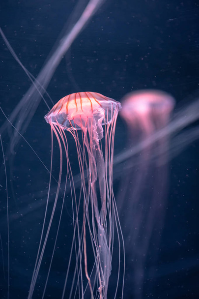 Світлі медузи Хрісаора пацифія під водою
 - Фото, зображення