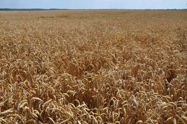 Пейзаж с пшеницей в поле
 - Фото, изображение
