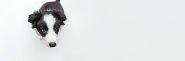 Lustiges Studioporträt des süßen lächelnden Hundewelpen Border Collie isoliert auf weißem Hintergrund. Tierpflege- und Tierkonzept. Banner - Foto, Bild