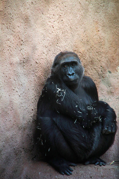 trauriger erwachsener Gorilla sitzt vor der Mauer, Zoo, Prag. - Foto, Bild