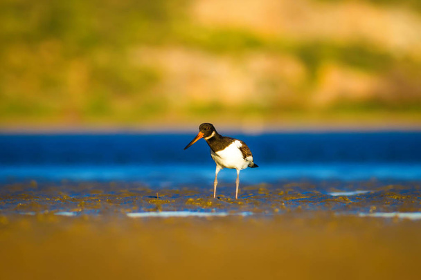 水と鳥のオイスターキャッチャー。カラフルな自然の背景。鳥:ユーラシアオイスターキャッチャーヘマトプス・オストラレグス - 写真・画像