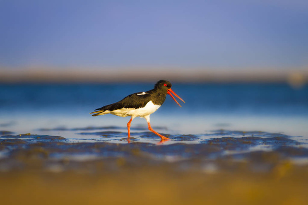水と鳥のオイスターキャッチャー。カラフルな自然の背景。鳥:ユーラシアオイスターキャッチャーヘマトプス・オストラレグス - 写真・画像