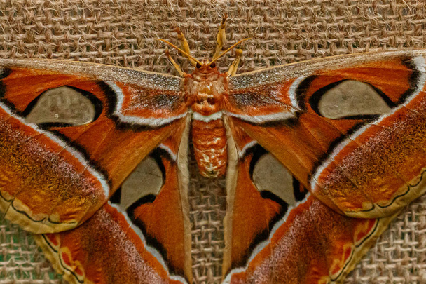 Макро красивая бабочка Attacus lorquin
 - Фото, изображение