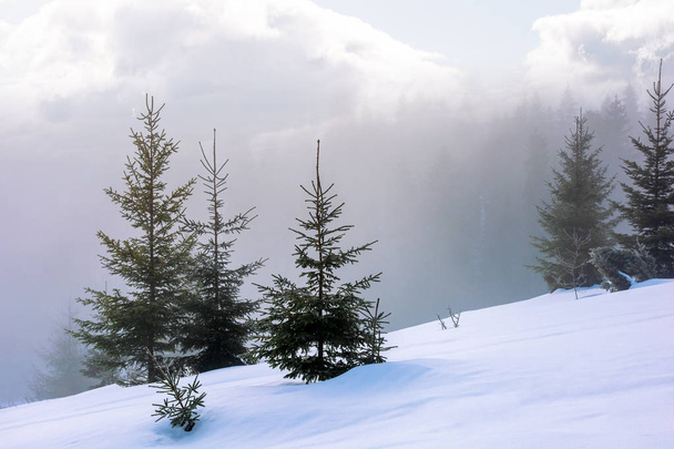 spruce forest in the morning - Φωτογραφία, εικόνα