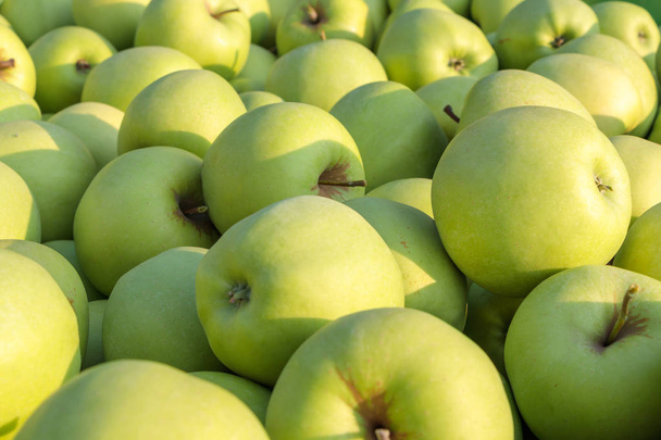 Golden Delicious pommes jaune-vert couleurs rapprochées
 - Photo, image