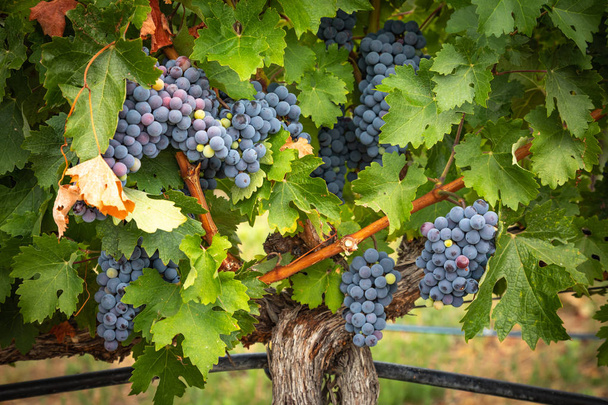 Пишне вино вино вино Висячі кластери на лозі
 - Фото, зображення