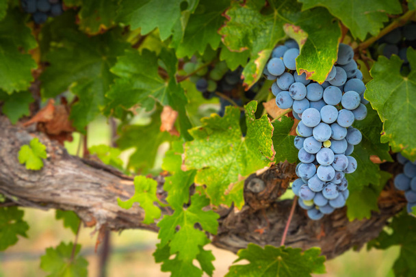Кластеры из пышного винограда, висящие на лозе - Фото, изображение
