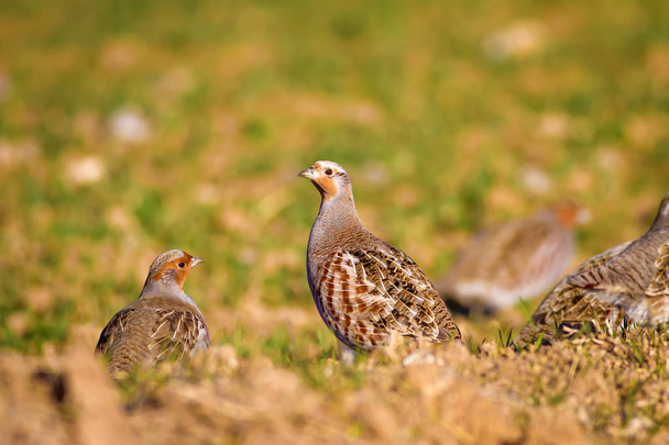 Wild bird partridge. Nature background. Bird: Grey Partridge Perdix perdix - Photo, Image